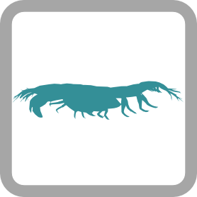 Crustacea-Tanaidacea logo