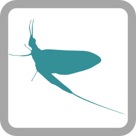Ephemeroptera logo