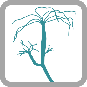 Cnidaria-Hydroida logo