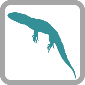 Freshwater Lizards (Reptilia-Lacertilia) logo