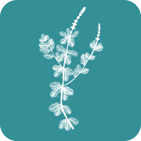 Freshwater Macrophytes logo