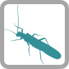 Plecoptera logo