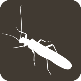 Plecoptera (TW) logo