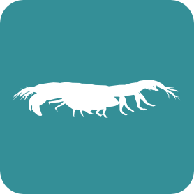 Crustacea-Tanaidacea logo