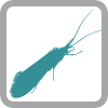 Trichoptera logo