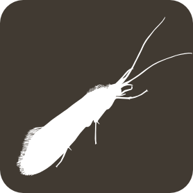 Trichoptera logo